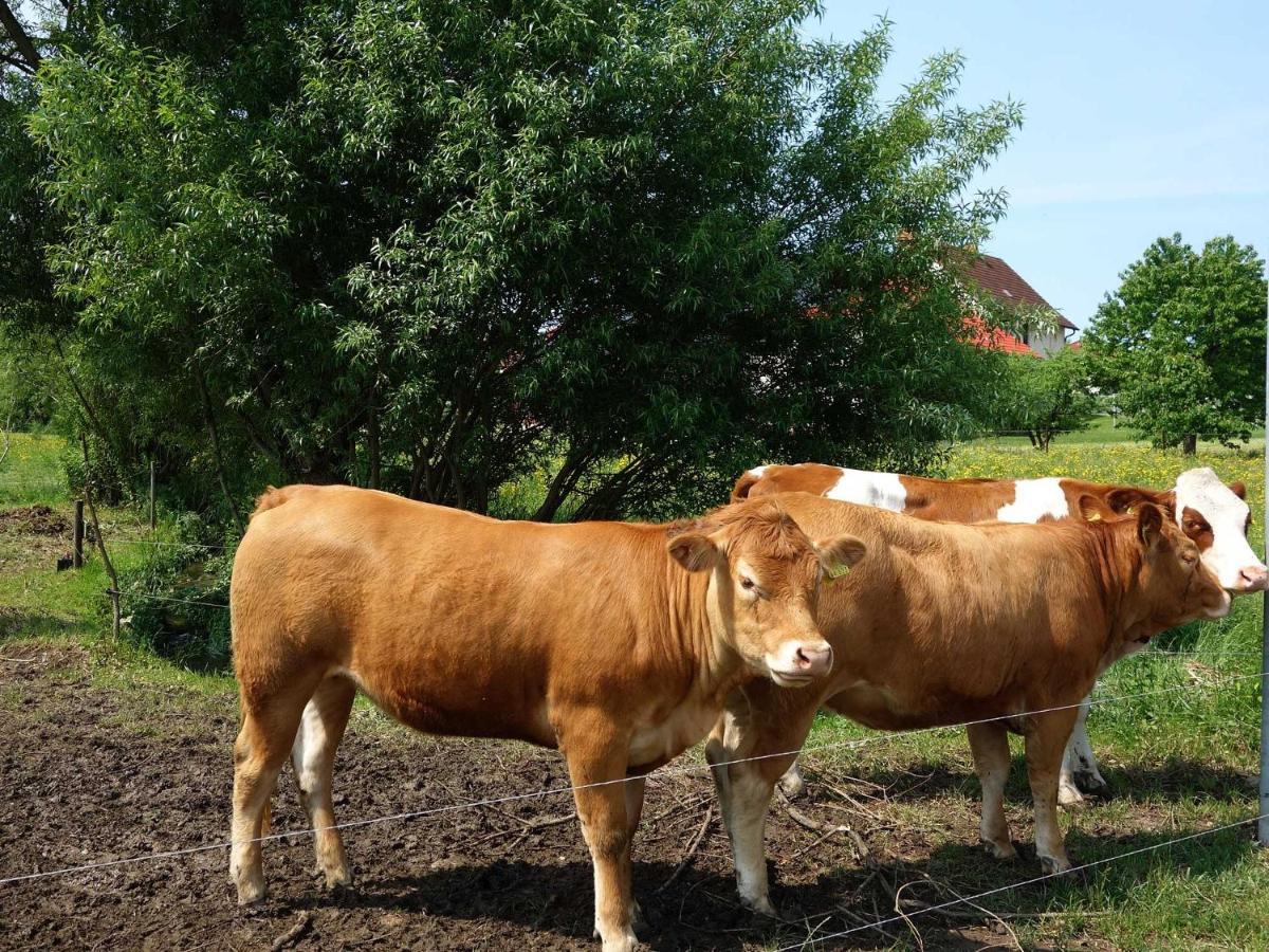 Monteurwohnungen Goeb - Nicht Fuer Urlaubsgaeste Geisa Esterno foto